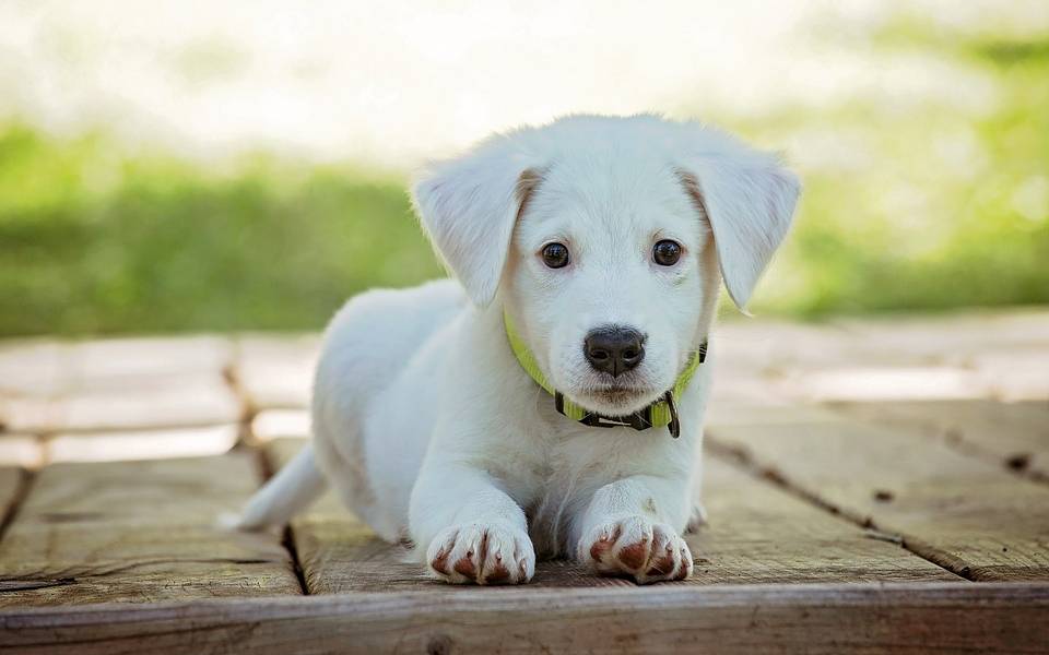 Hund