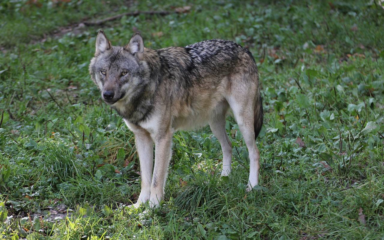 Wolf, Wölfe