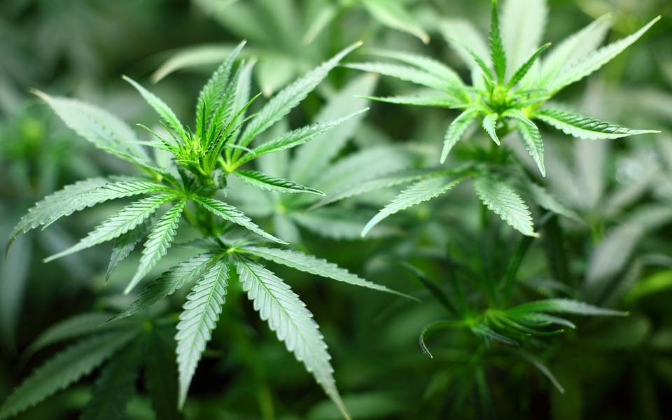 Cannabis Marihuana Haschisch