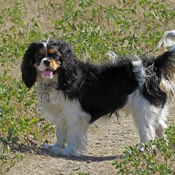 Hund