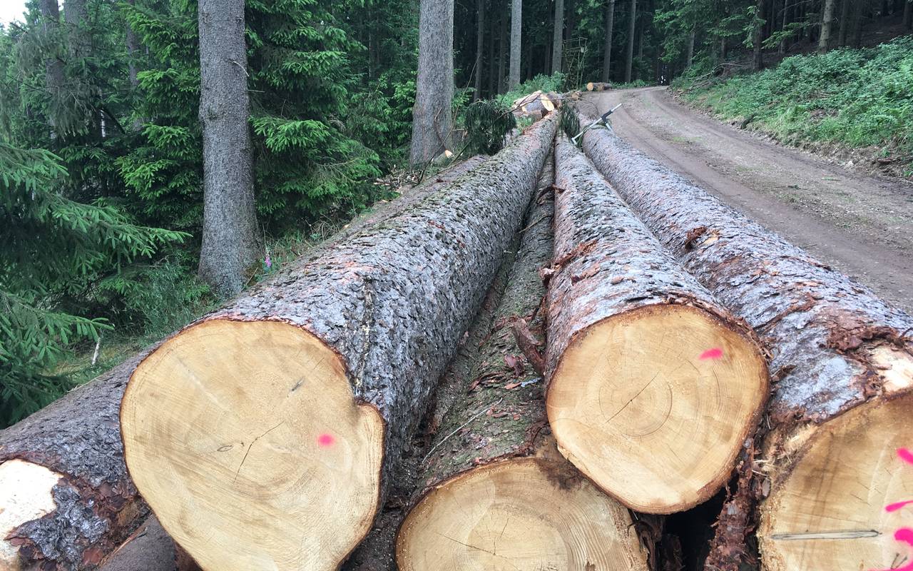 Die gefällten Fichtenstämme liegen im Wald bei Bremke. Sie sind bereit zum Abtransport.