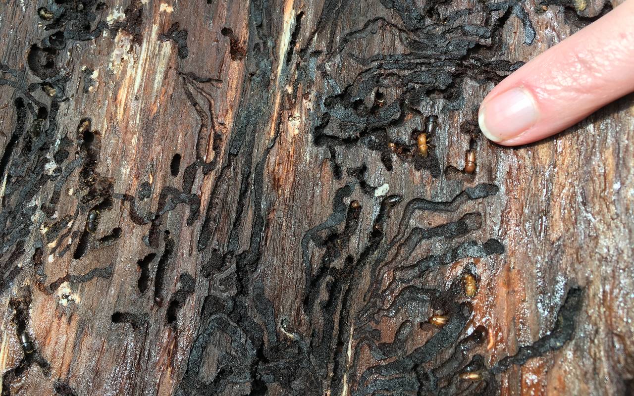 Borkenkäfer in Rinde zu sehen.