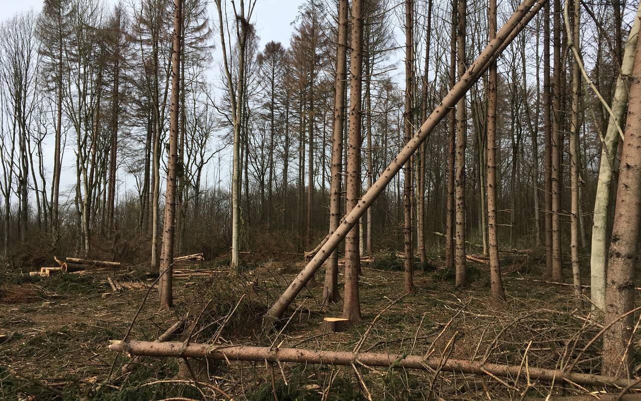 Fläche mit umgefallenen Bäumen.
