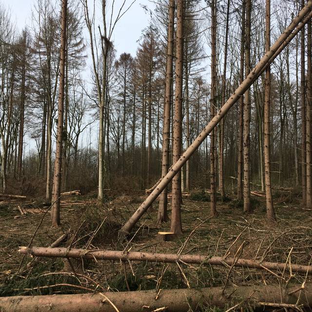 Fläche mit umgefallenen Bäumen.