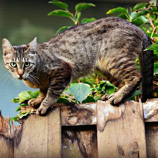 Katze