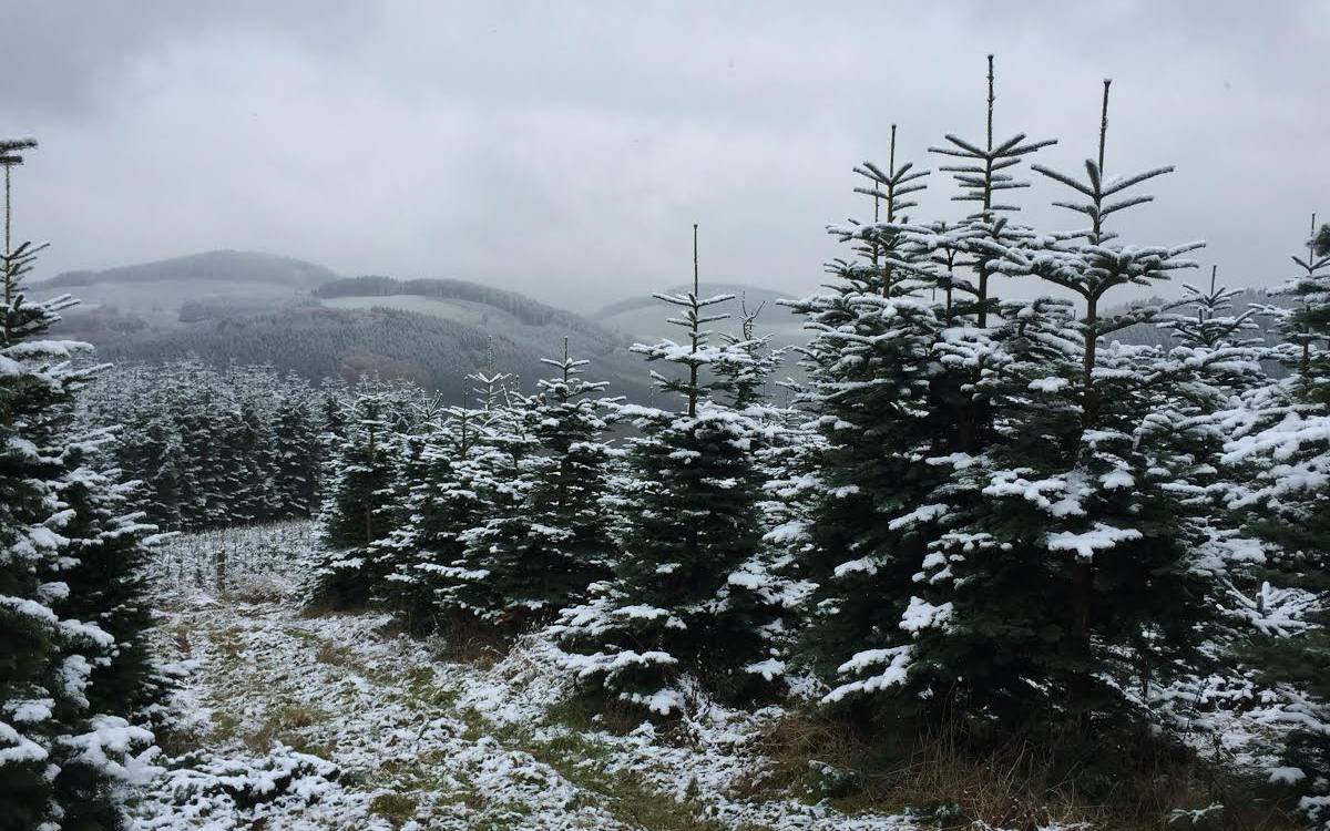 Weihnachtsbaum Schonung der Firma Babilon in Eslohe Bremscheid