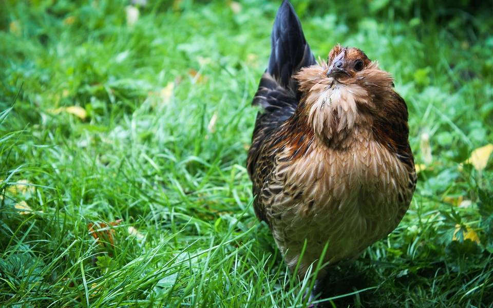 Huhn