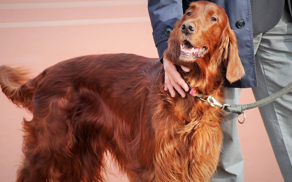 Hund geht spazieren