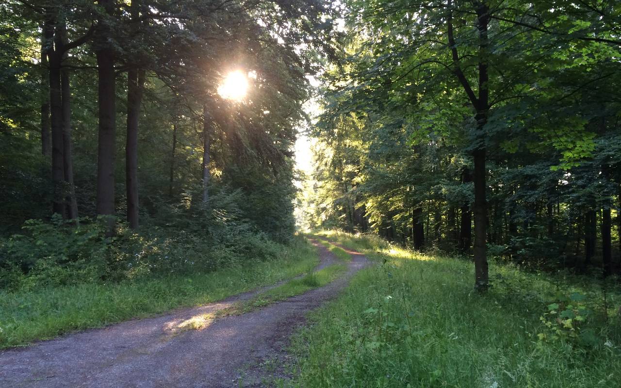 Morgenstimmung im Staatsforst Marsberg-Bredelar.