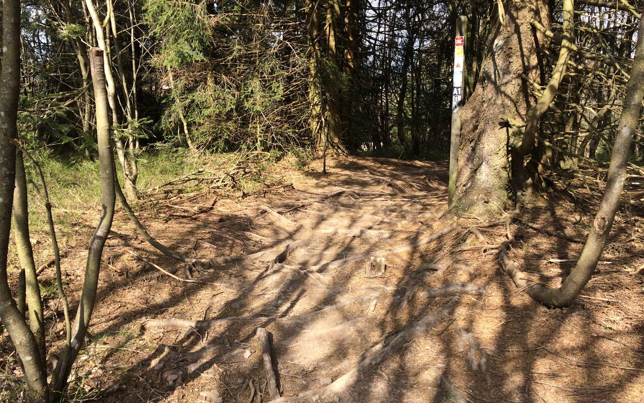 Ein Mountainbike-Trail auf dem Kahlen Asten. Solche Wurzelwege können sowohl für Biker wie für Wanderer gefährlich werden.