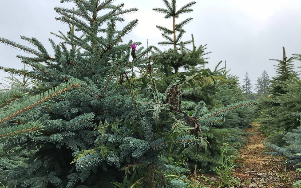 Weihnachtsbaum-Feld von Eberhard Hennecke aus Sundern Dörnholthausen
