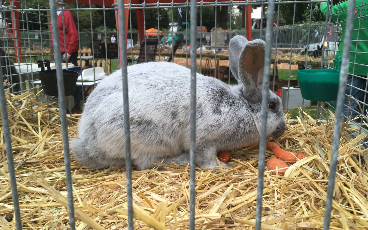 Tierschau in Hüsten 2018.