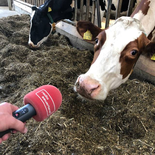 Kühe bei Pressekonferenz Offene Hoftore