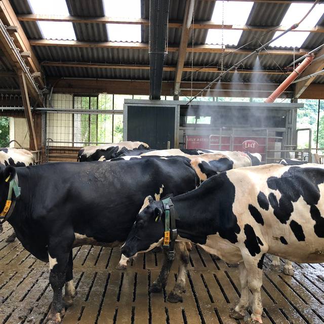 Kühe bei Pressekonferenz Offene Hoftore - Abkühlung
