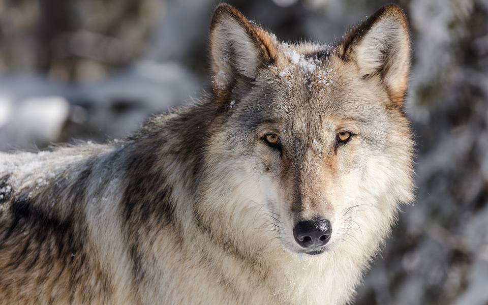 Wolf