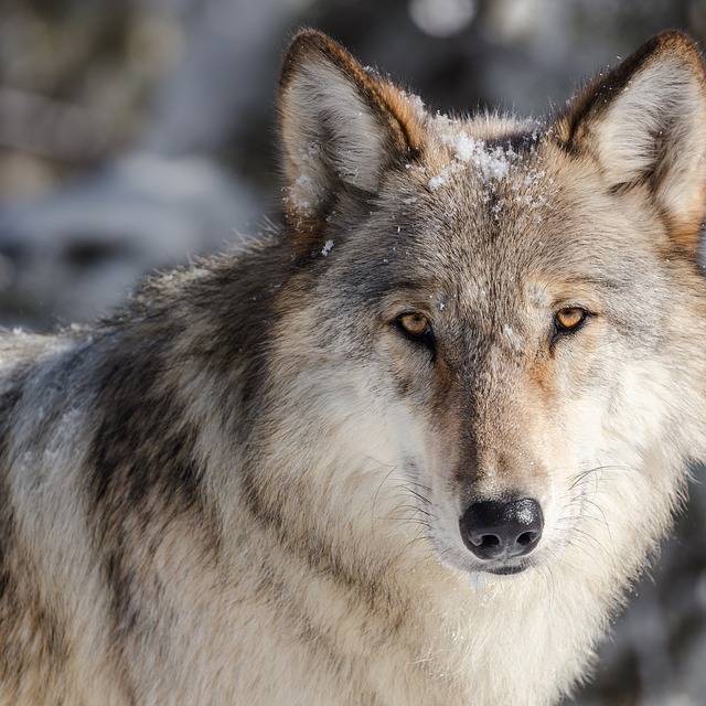 Wolf