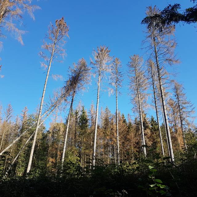 Bäume im Wald