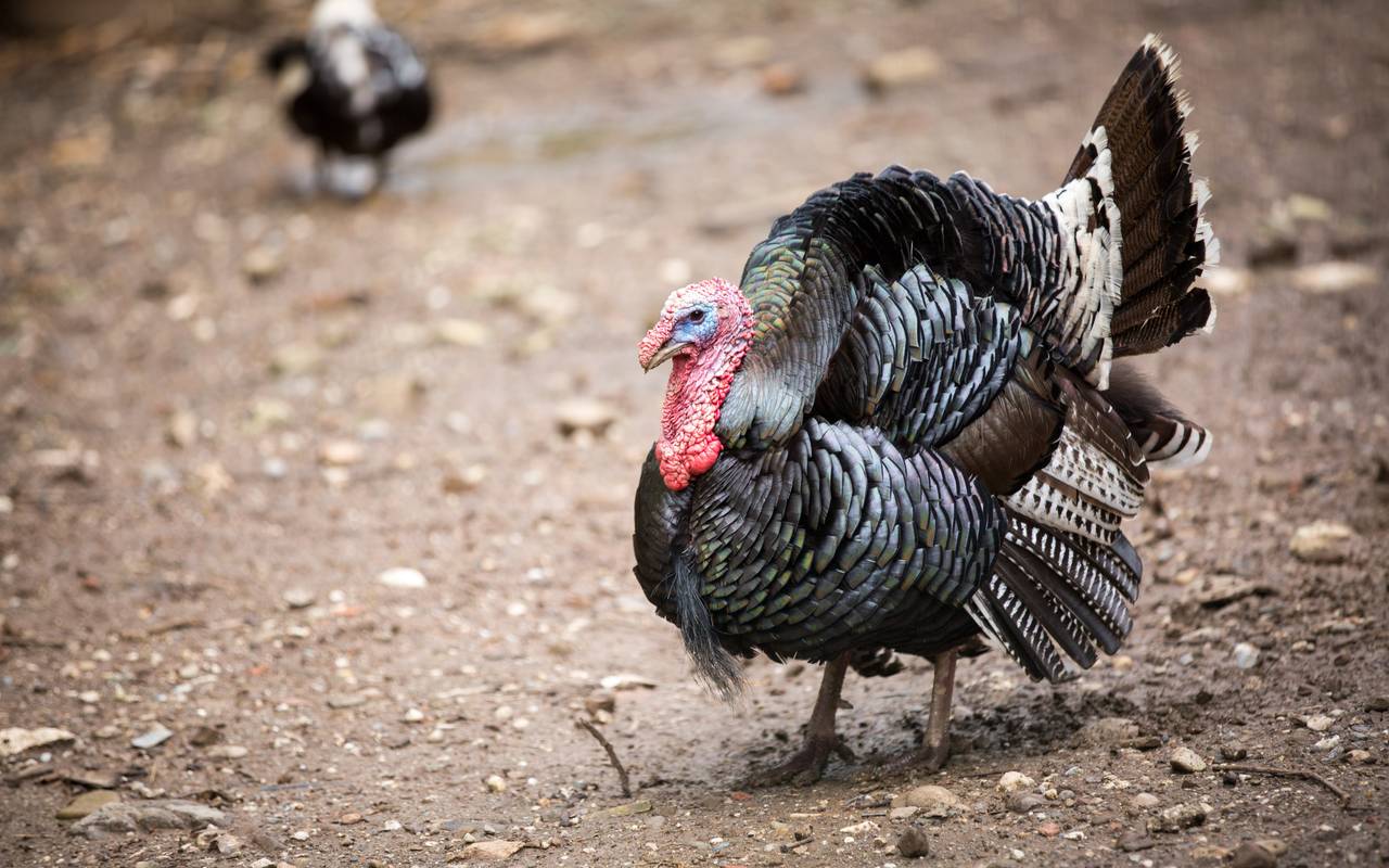 Pute Puten Putenzucht Geflügel