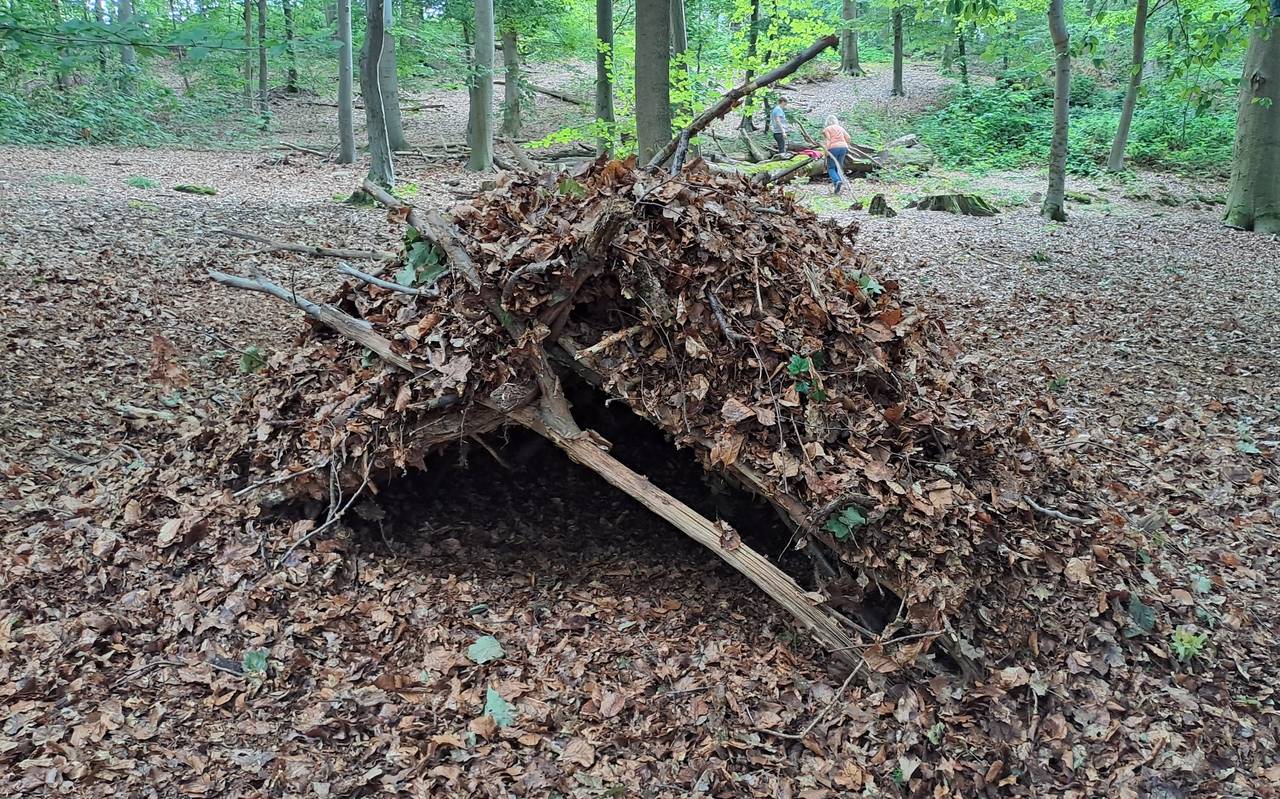 Ein provisorischer Unterschlupf aus Laub und Ästen im Wald.