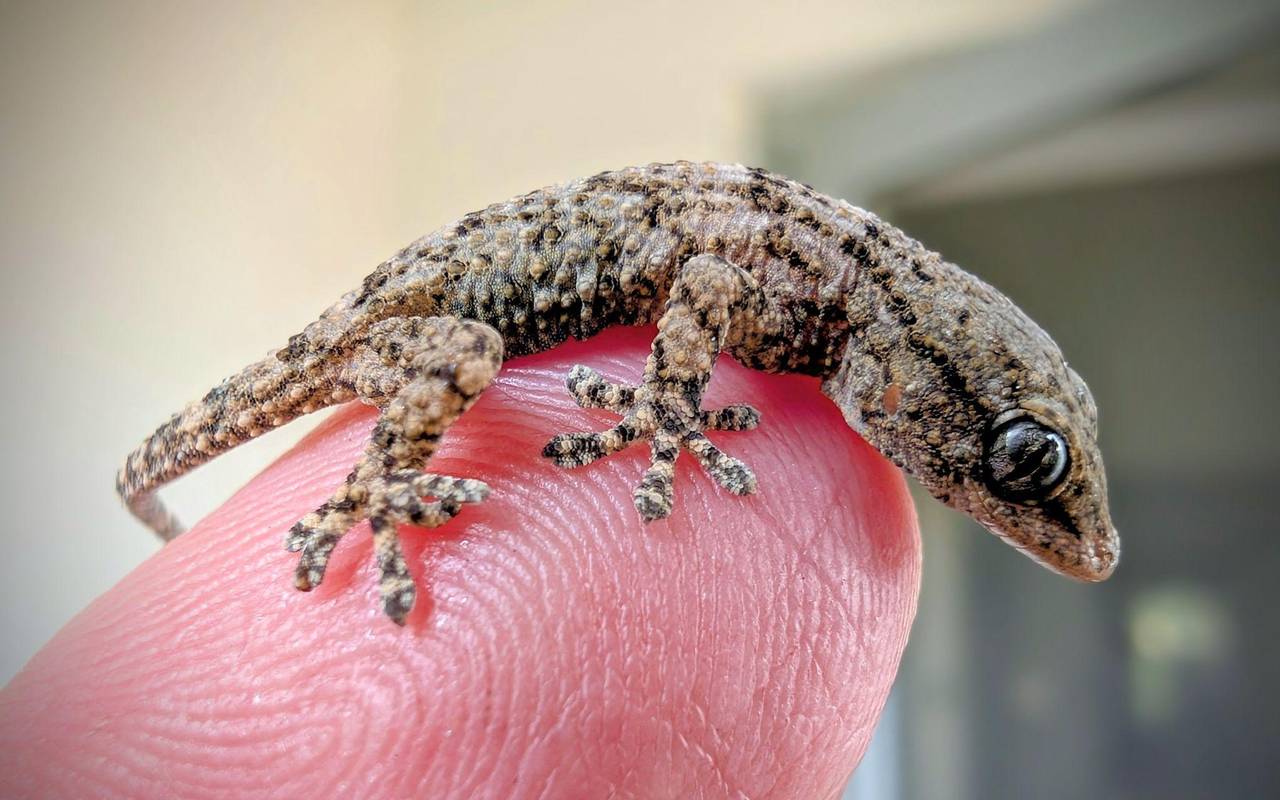 Lebender Gecko in Packung mit Rucola-Salat gefunden