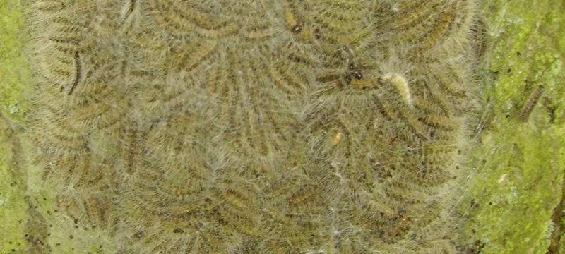 Eichenprozessionsspinner an Arnsberger Kita