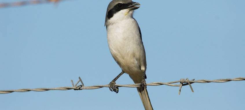 HSK: Frist für EU-Vogelschutzgebiet erneut verlängert
