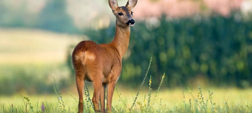 Rekordstrecken bei Rehwild im Sauerland