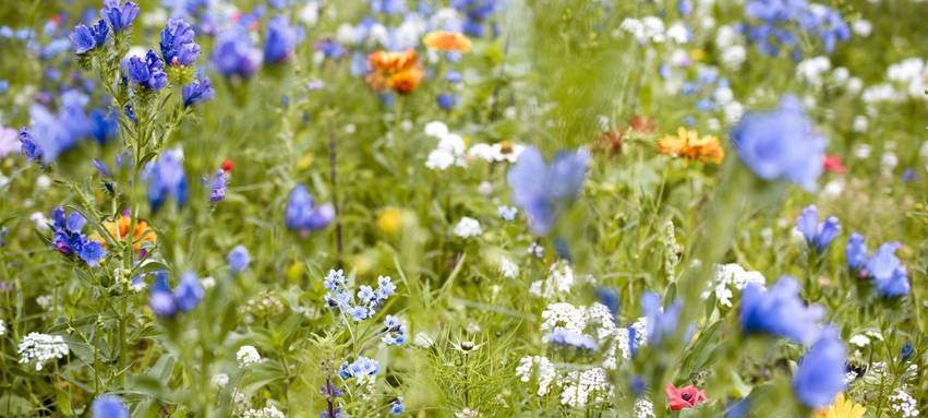 Insektenfreundliches Sauerland