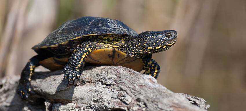 Marsberg: Freilaufende Schildkröten