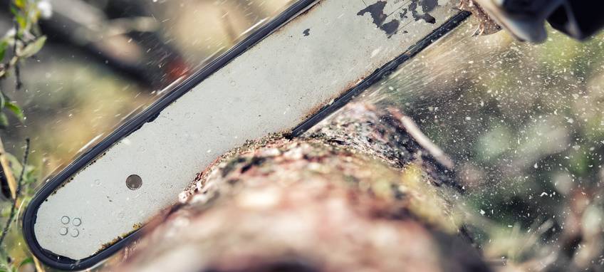 Sundern: Bäume mit Motorsäge beschädigt