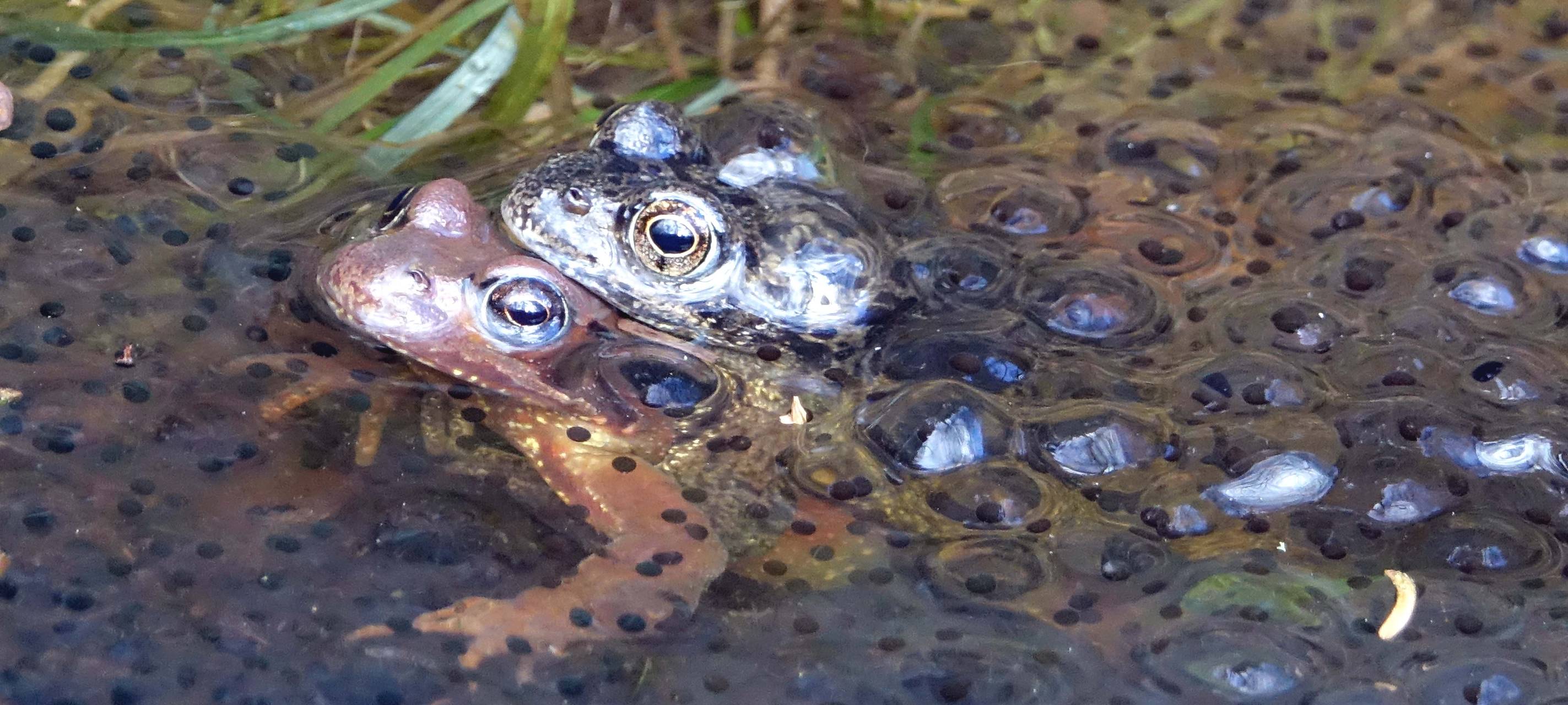 Im Sauerland beginnen die Amphibienwanderungen