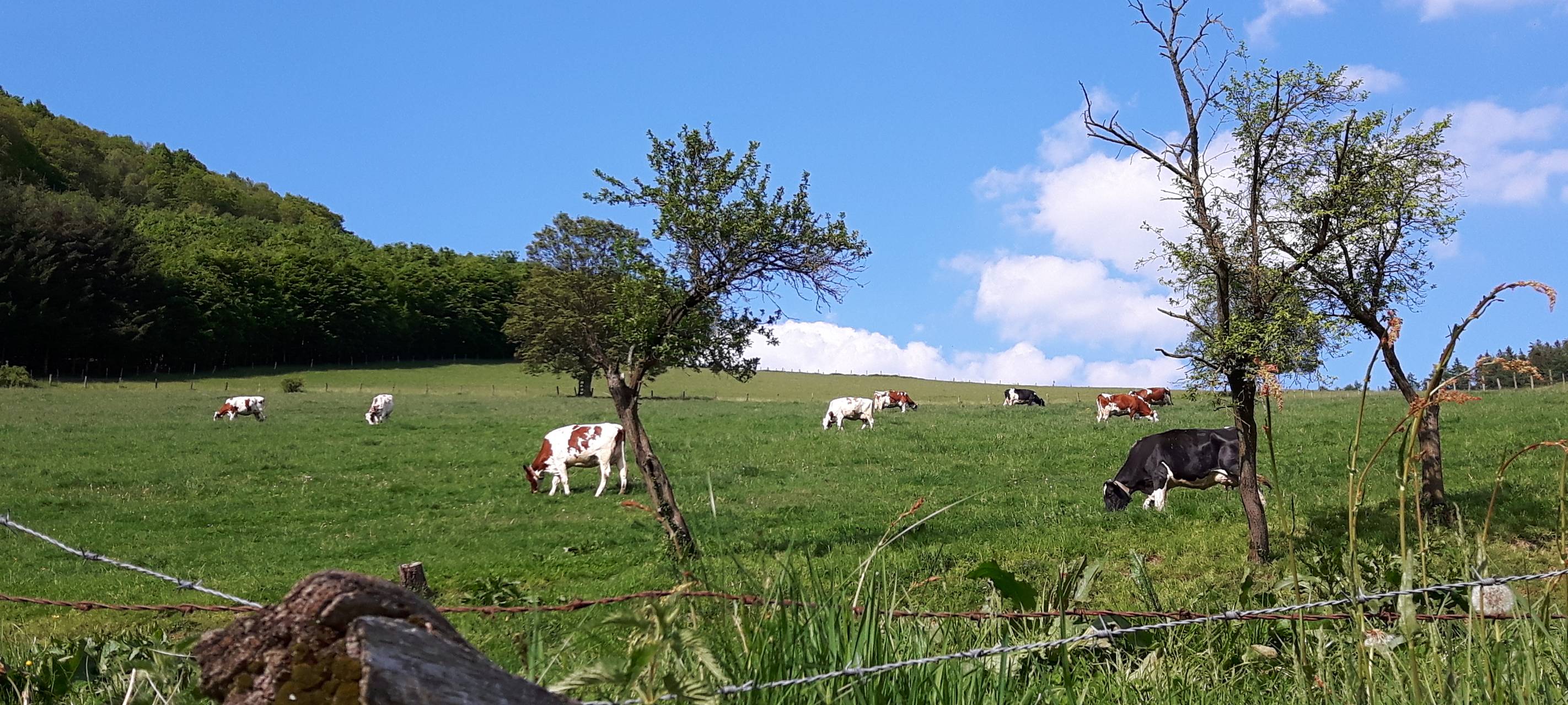 Hilfe für Landwirte im Sauerland