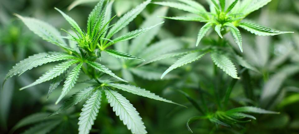 Cannabis Marihuana Haschisch