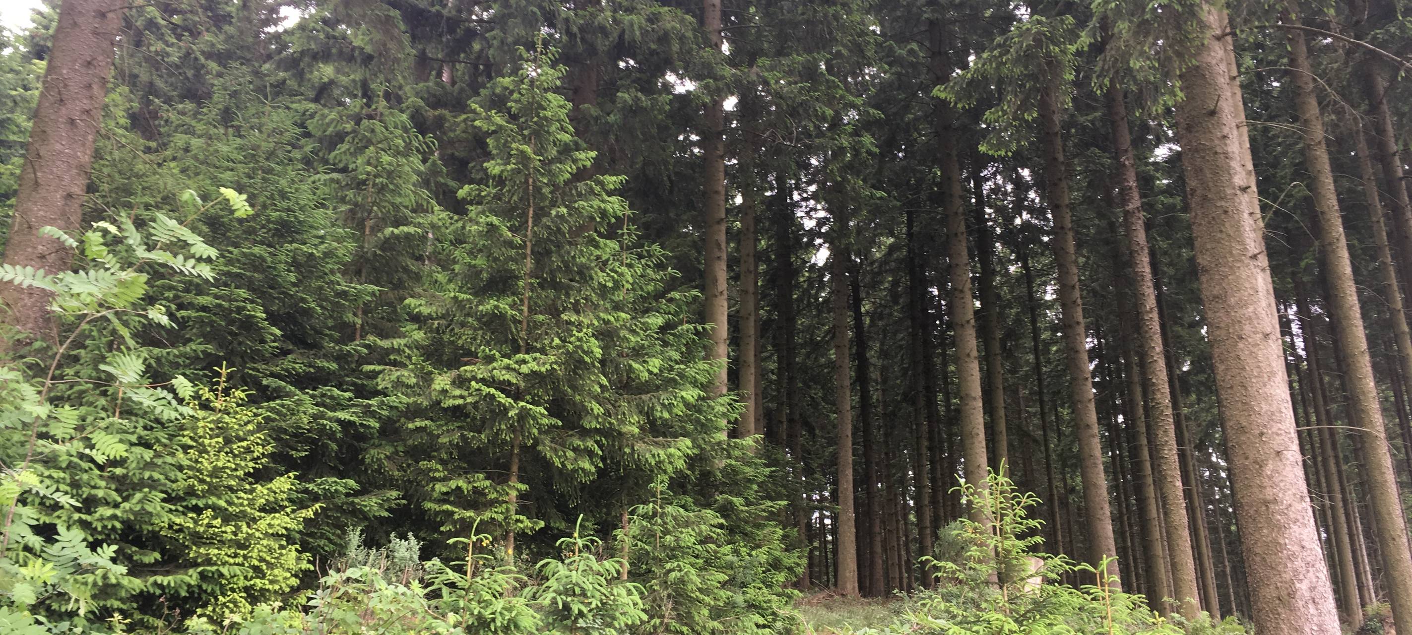 Wald in Bremke. Hauptsächlich Fichten