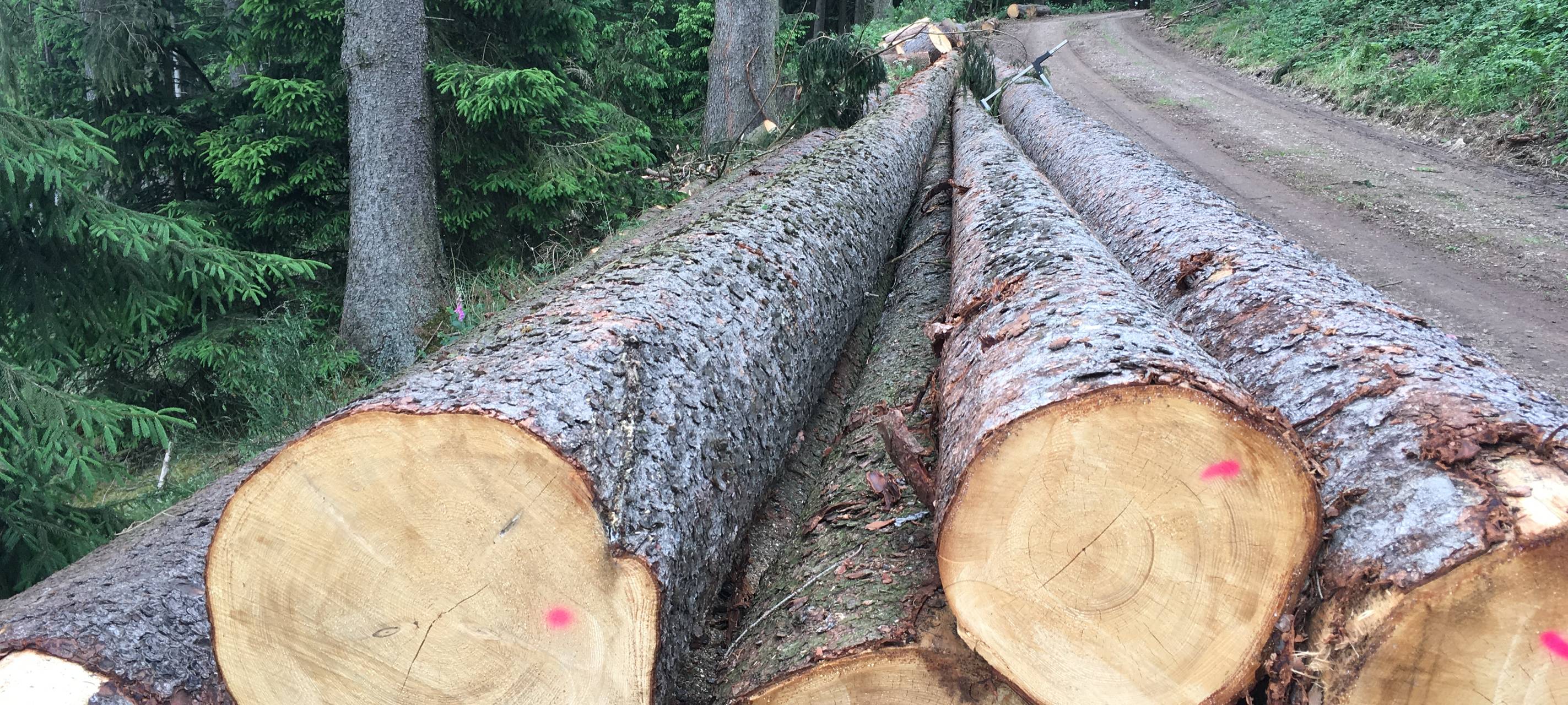 Die gefällten Fichtenstämme liegen im Wald bei Bremke. Sie sind bereit zum Abtransport.