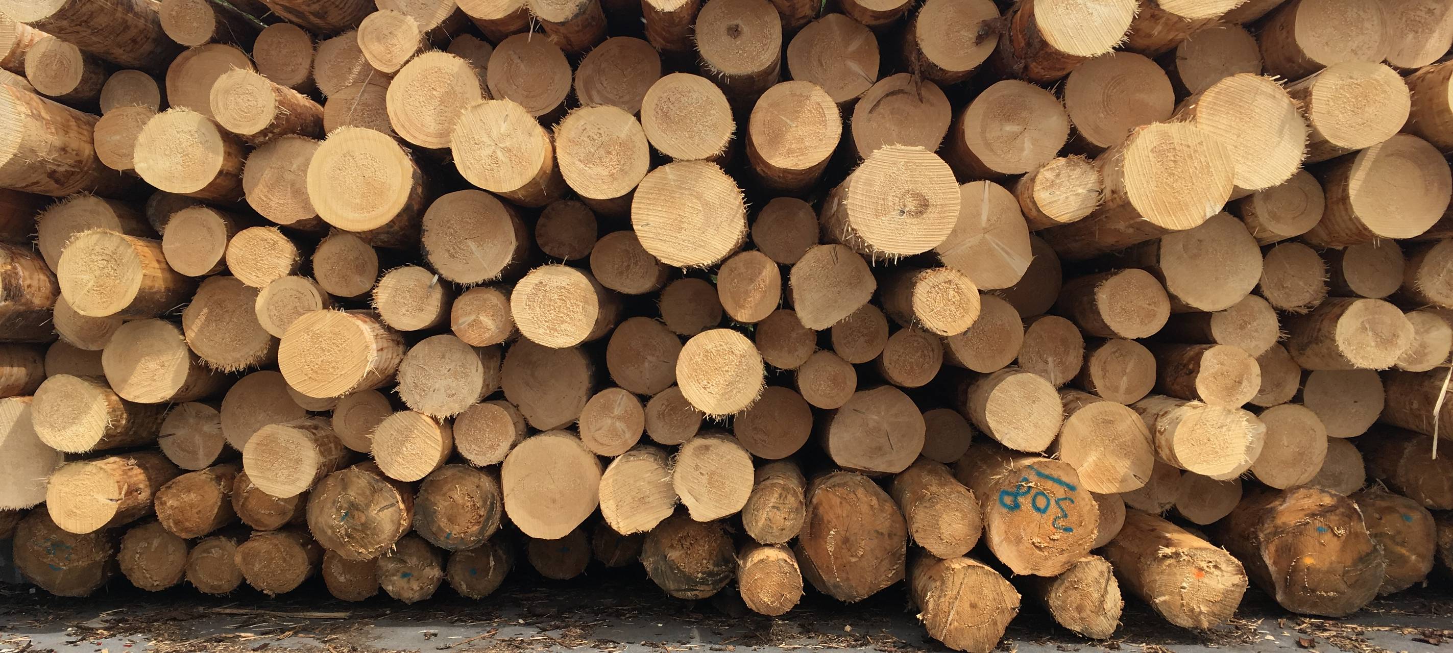 Geschällte Baumstämme. Es sind Fichten aus dem Sauerland beim Sägewerk in Bremke.