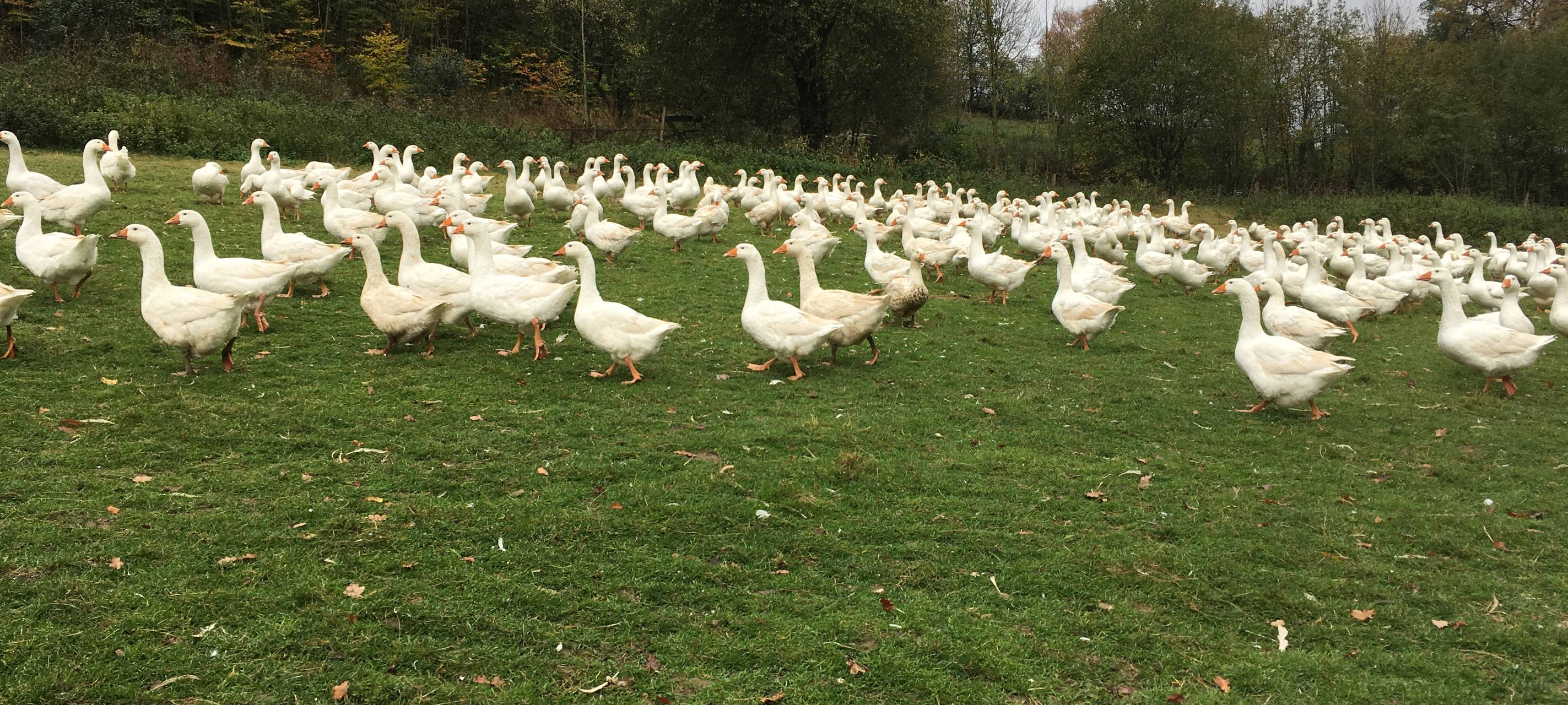 Gänse auf der Wiese von Gänsezüchter Eberhard Geueke aus Wormbach. es werden in der Hochsaison bis zum St. Martinstag/Weihnachten rund 400 Gänse gezüchtet und geschlachtet.