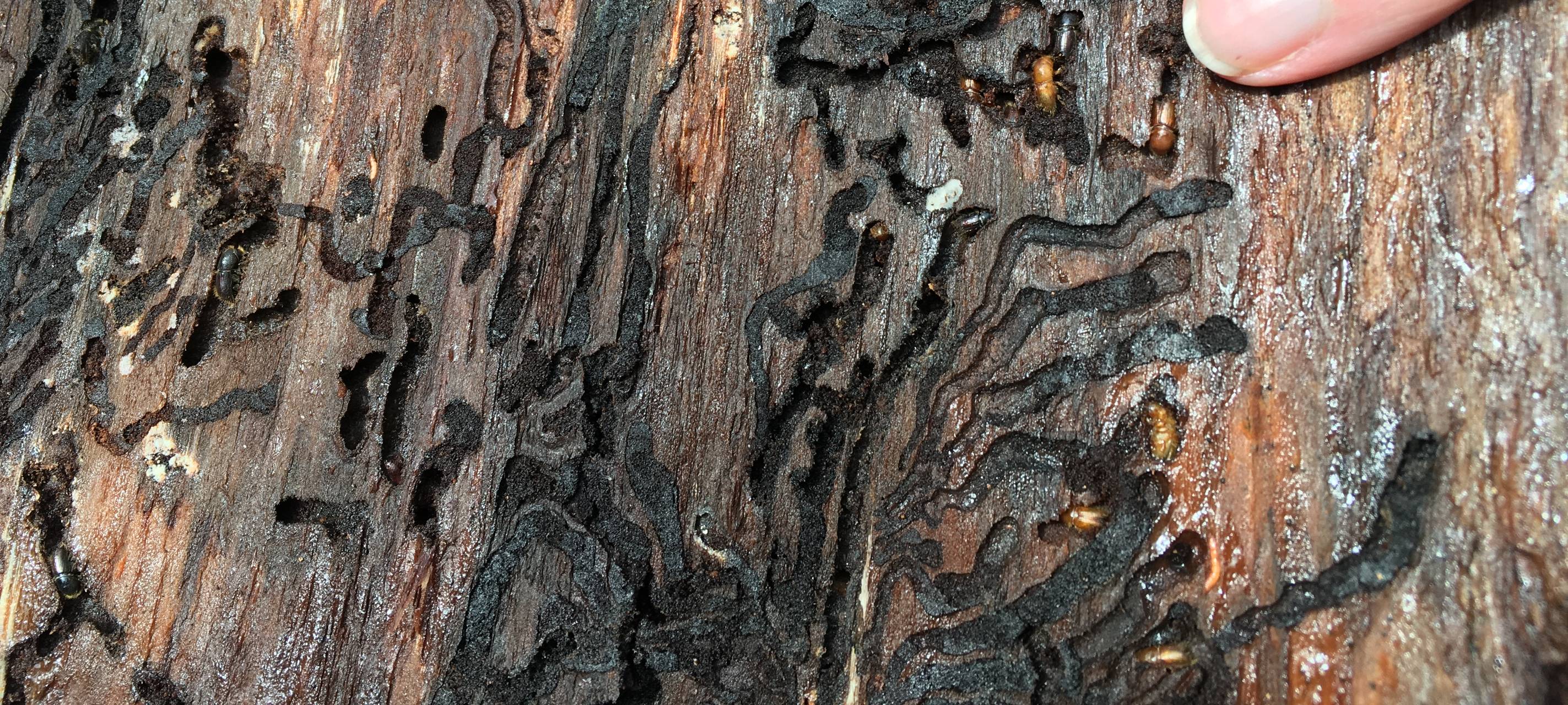 Borkenkäfer in Rinde zu sehen.