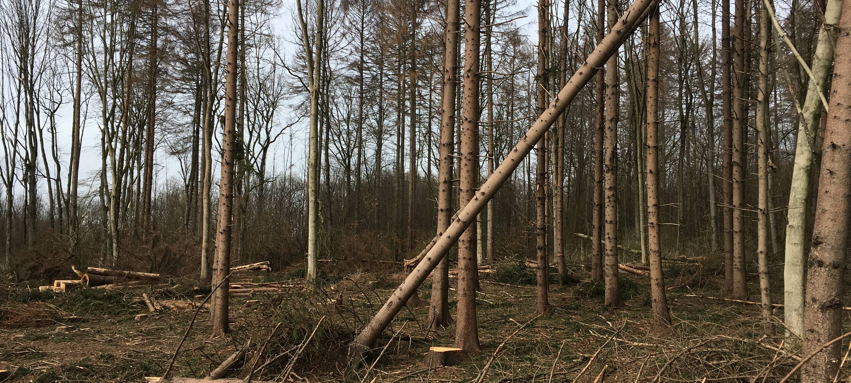 Fläche mit umgefallenen Bäumen.