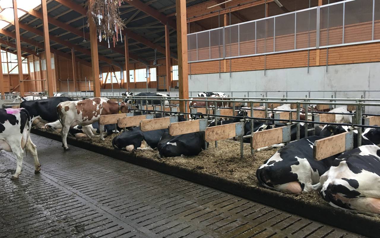 Moderner Hightech-Stall von Josef Mathweis, gebaut im Frühjahr 2019. Die Kühe leben dort stressfrei mit moderner automatischer Melkanlage.