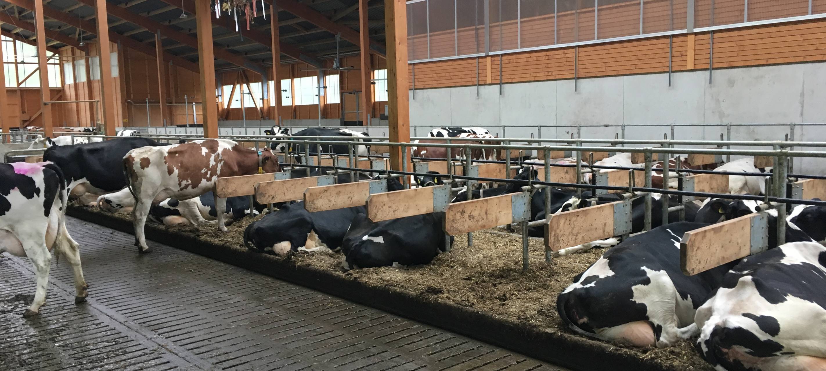 Moderner Hightech-Stall von Josef Mathweis, gebaut im Frühjahr 2019. Die Kühe leben dort stressfrei mit moderner automatischer Melkanlage.