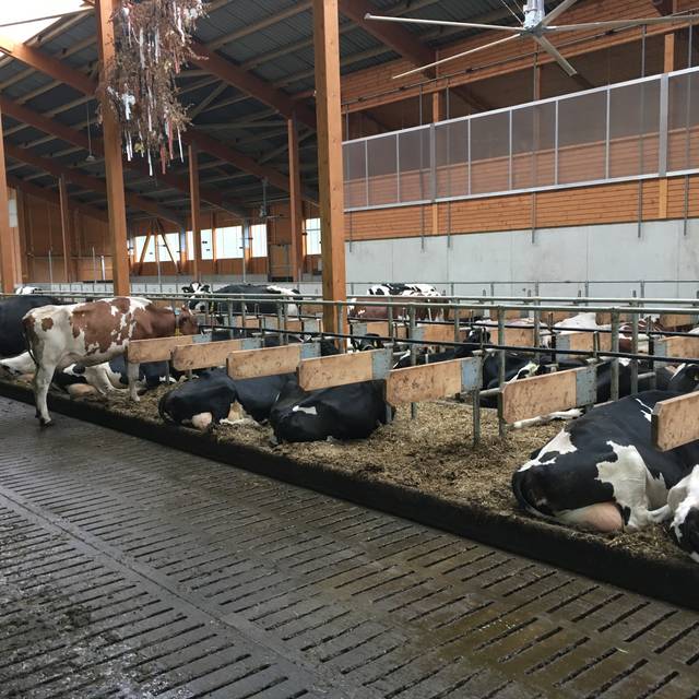 Moderner Hightech-Stall von Josef Mathweis, gebaut im Frühjahr 2019. Die Kühe leben dort stressfrei mit moderner automatischer Melkanlage.