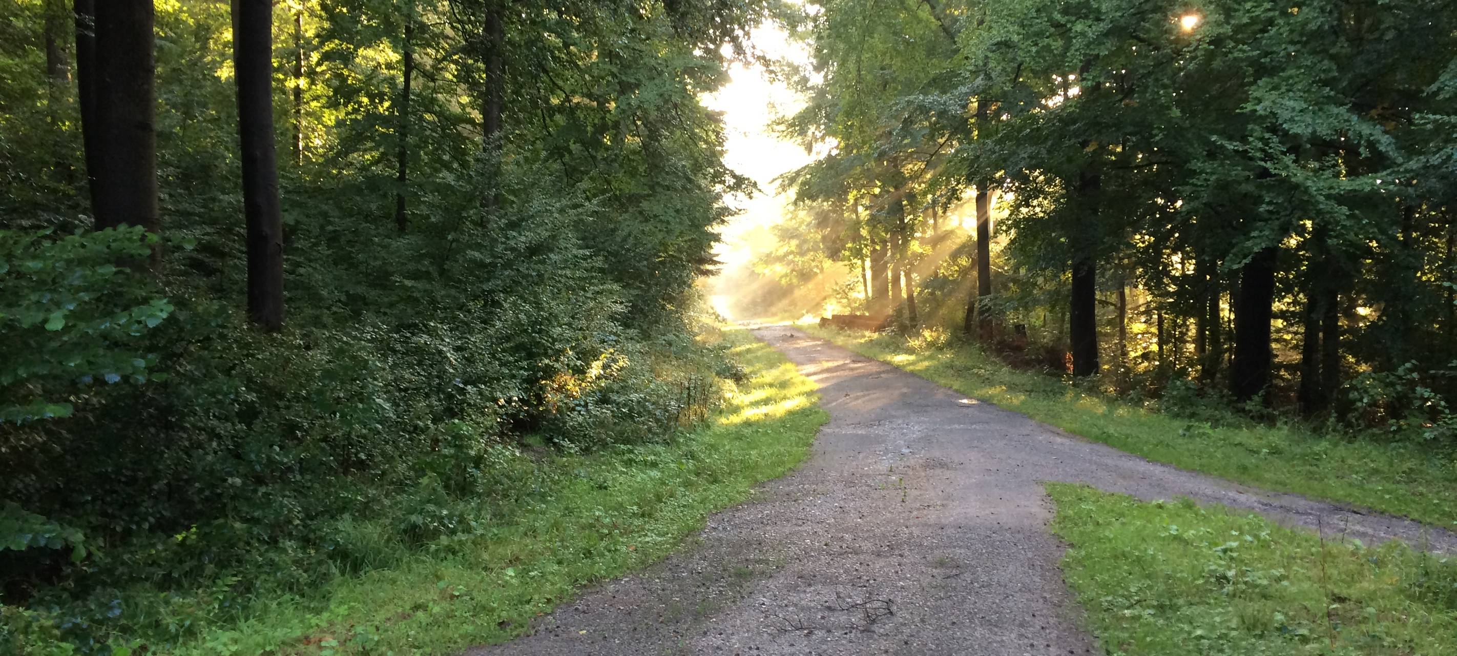 Morgenstimmung im Bredelarer Staatsforst im September 2017.