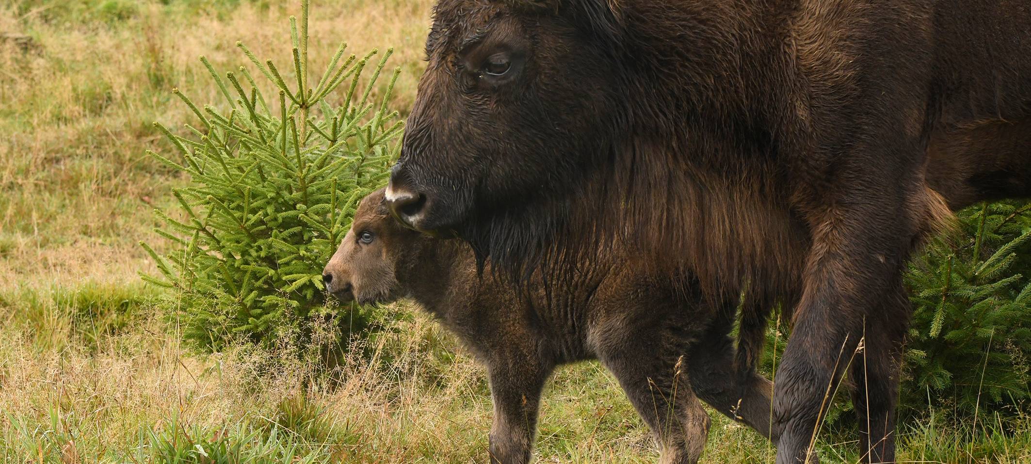 Auto kollidiert mit Wisent