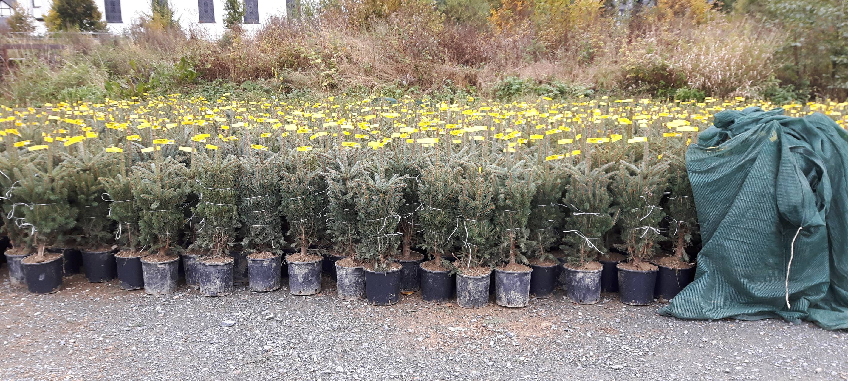 Weihnachtsbaummesse in Eslohe-Reiste