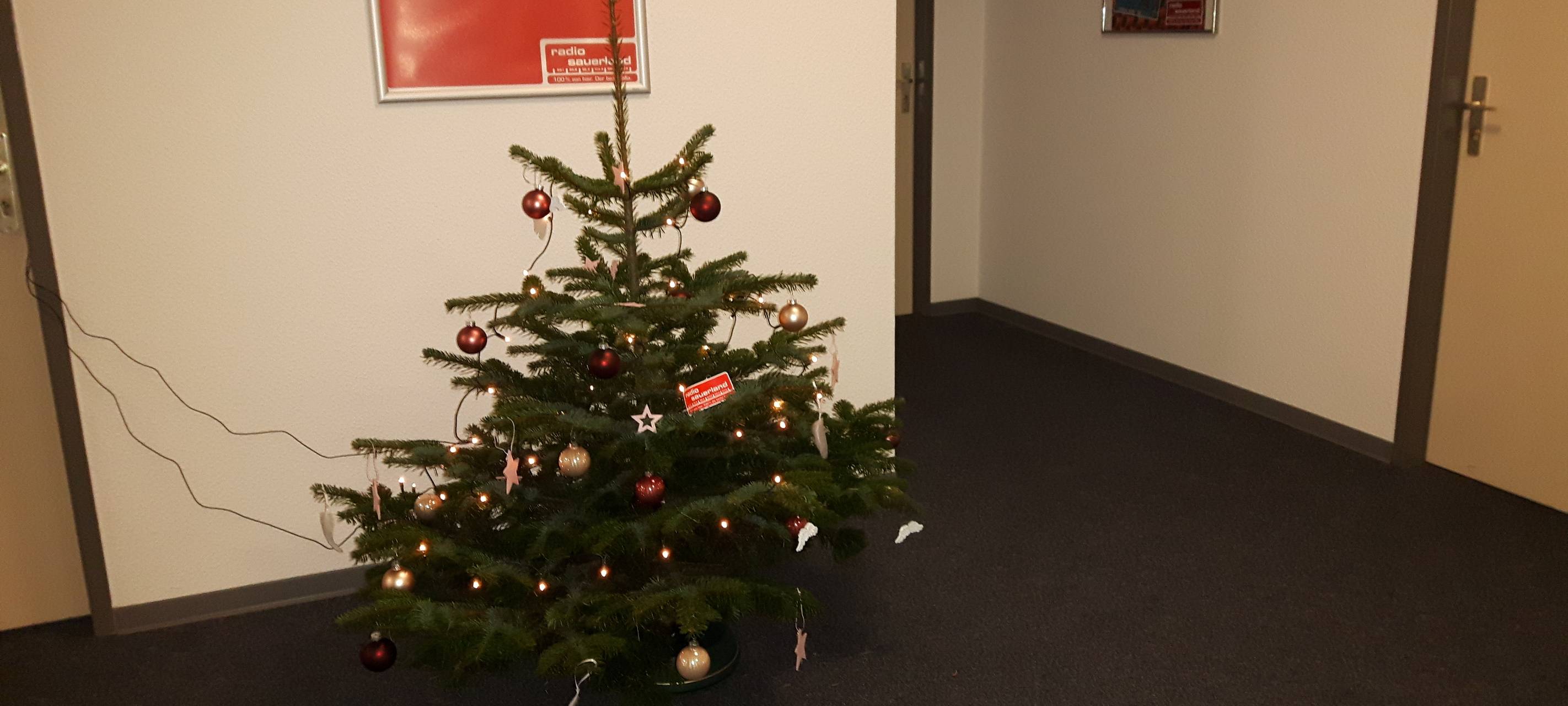 Weihnachtsbäume aus dem Sauerland sind gefragt