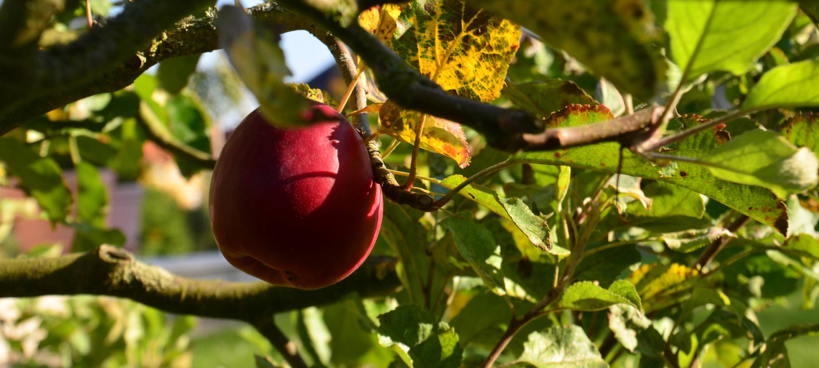 Neue Obstbaumallee in Arnsberg-Wennigloh