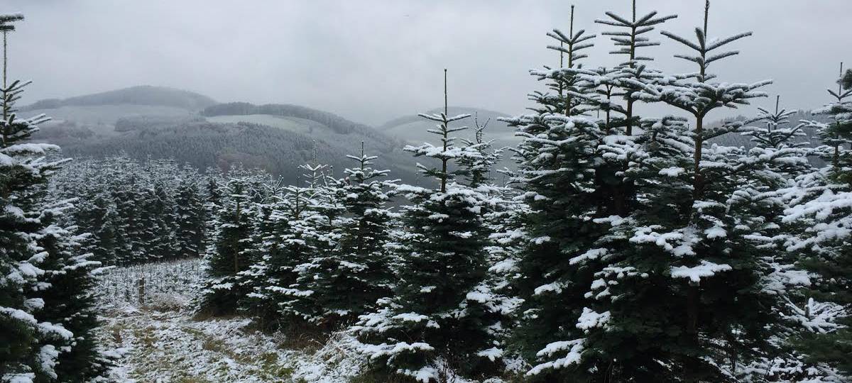 Weihnachtsbaum Schonung der Firma Babilon in Eslohe Bremscheid