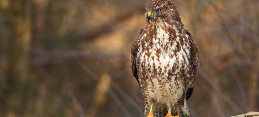 Zum Nachhören: Seltene Tiere im Sauerland