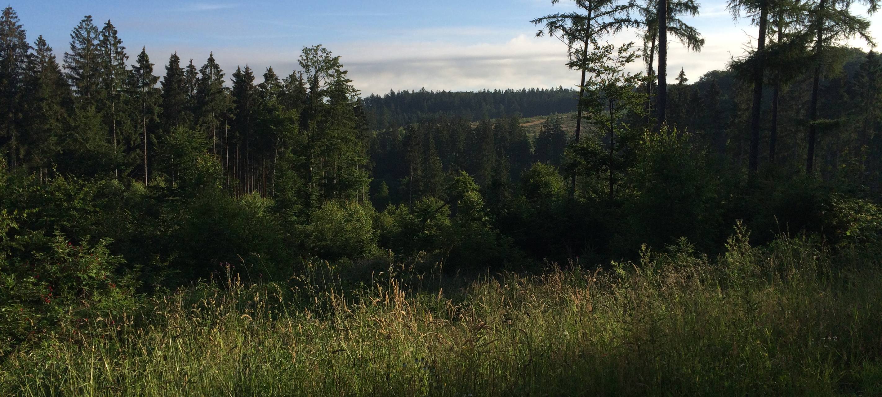 Auf der Hochfläche von Brilon-Madfeld in Richtung Aabach-Talsperre.